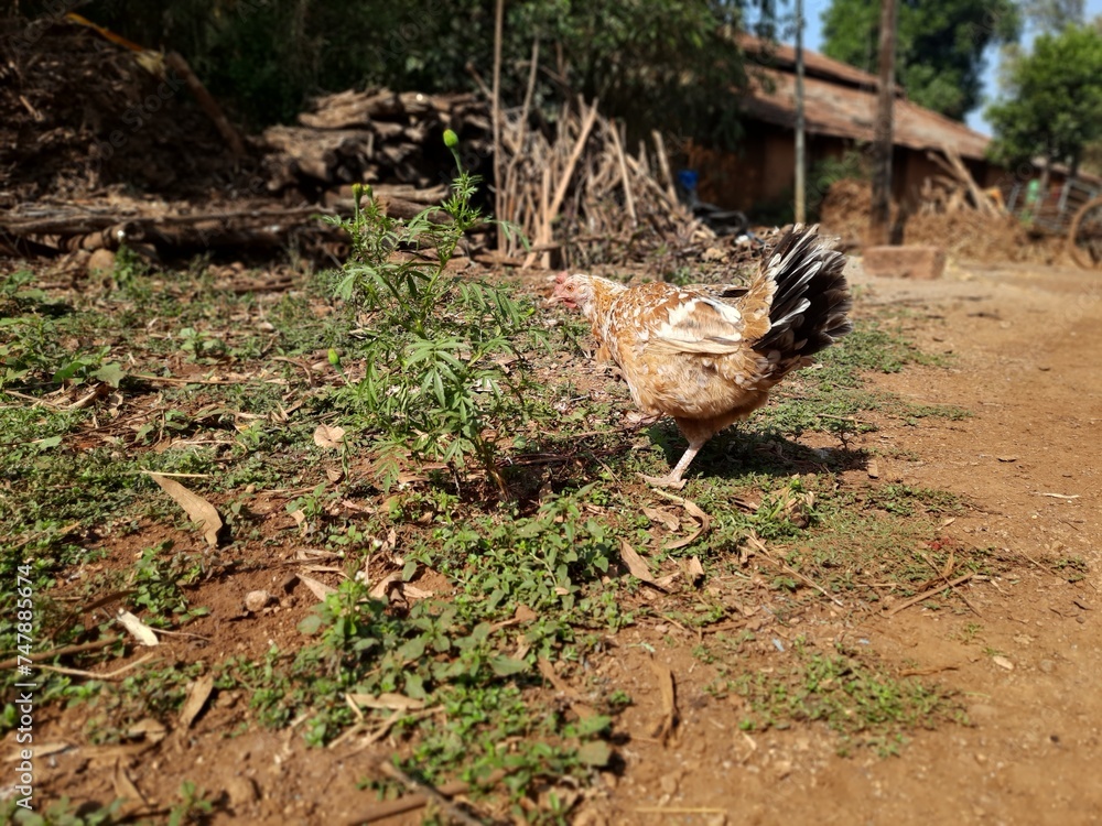 an indian backyard hen is wandering on a dirt path an indian backyard hen is wandering on a dirt path