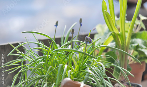 close-up of a flower bud of a muscari beginning to bloom in potted on balcony