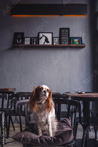 Cute Cavalier King Charles Spaniel Puppy in a Cozy Coffee House