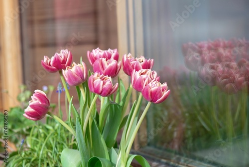 bouquet of beutiful double flowered tulips in front of a glass of a bay windo...
