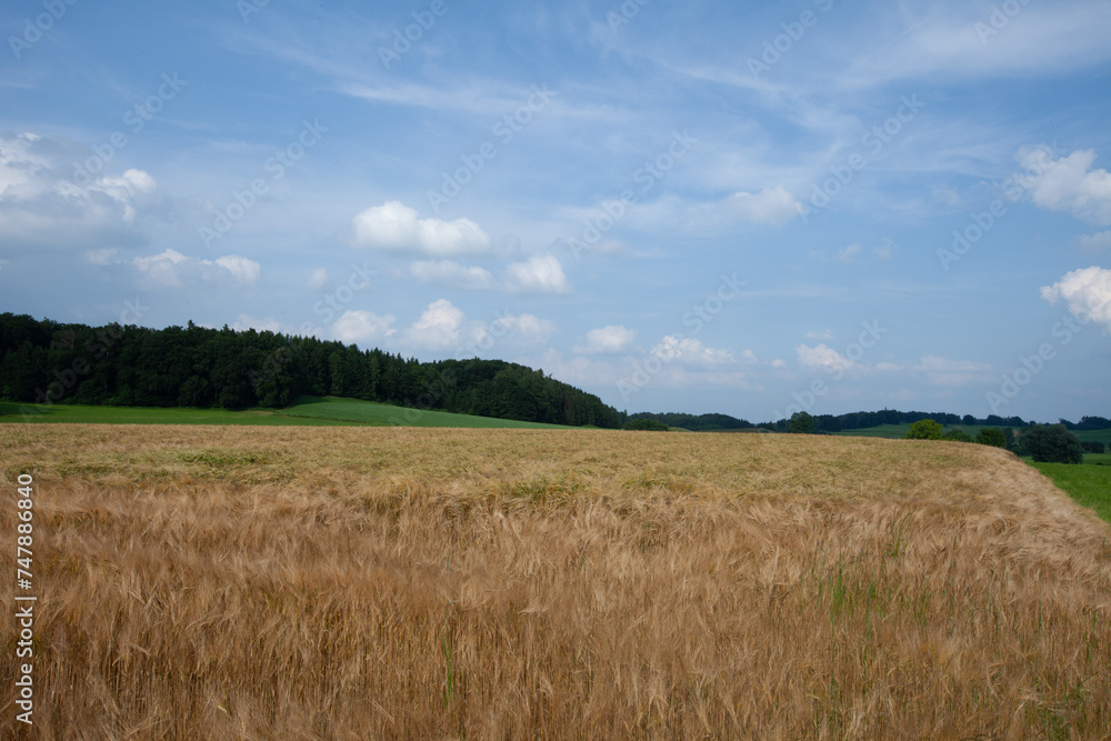 Vast barley field at summer afternoon