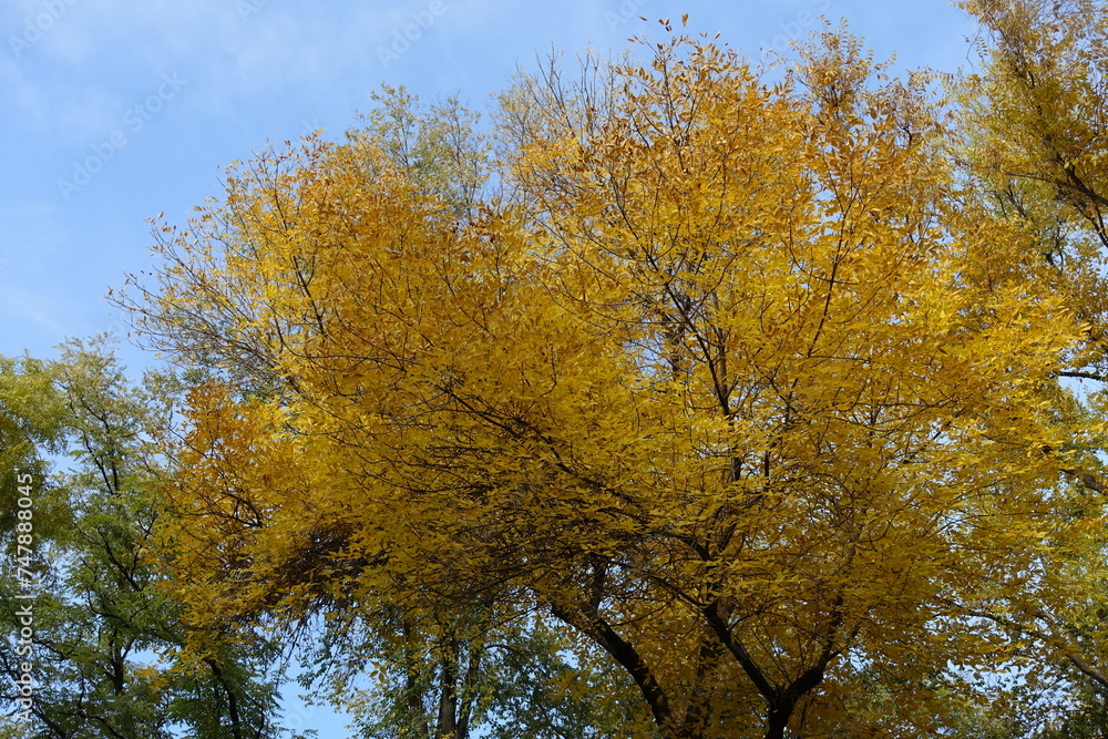 Canopy of Fraxinus pennsylvanica tree with autumnal foliage in mid October Canopy of Fraxinus pennsylvanica tree with autumnal foliage in mid October