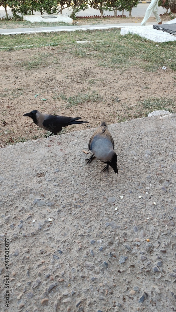 Obraz premium Crows on the sand