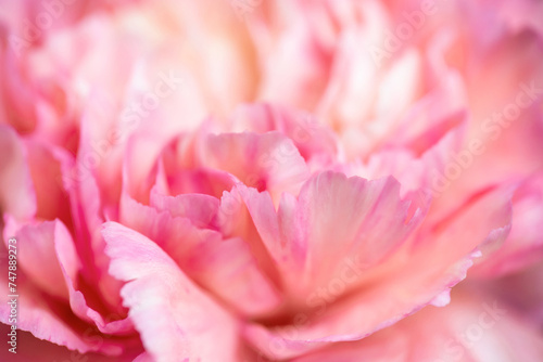 Extreme close up of a pink peony flower floral abstract background
