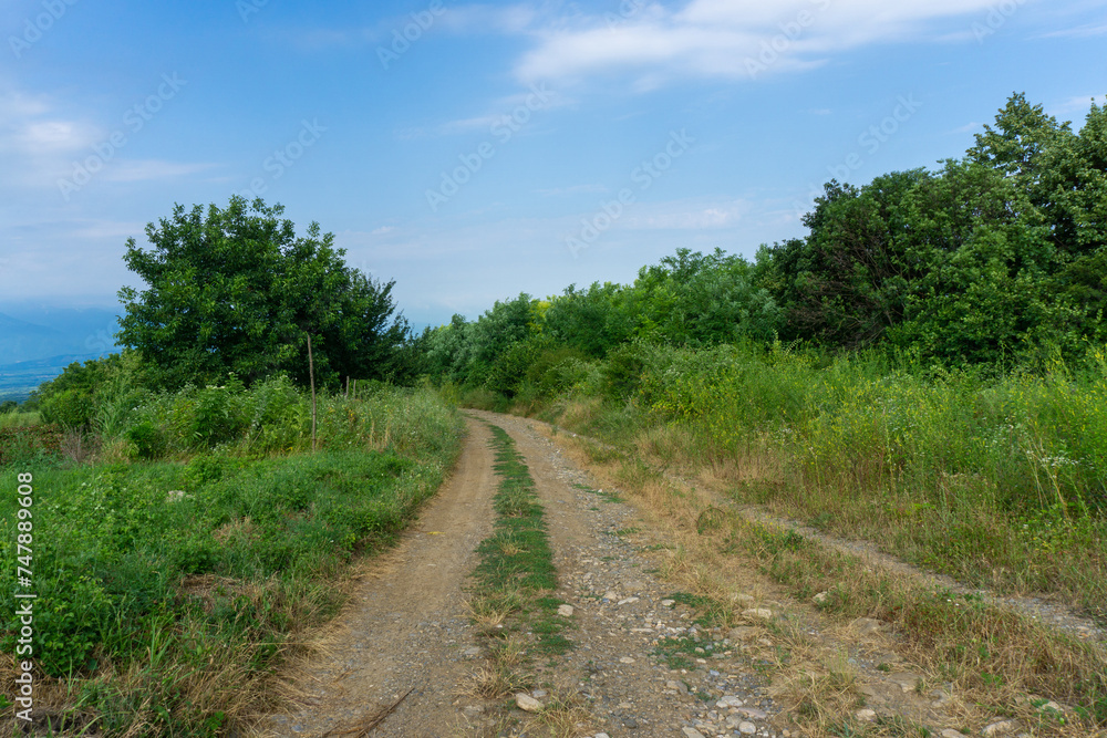 An earthen road leading into the forest. Bushes and grass on the side of the road. Beautiful clear blue sky with clouds.