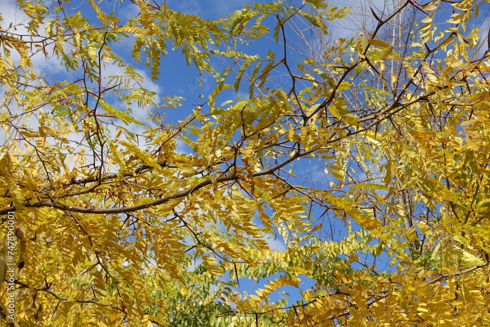 Blue sky and yellow autumnal foliage of Gleditsia triacanthos in mid October