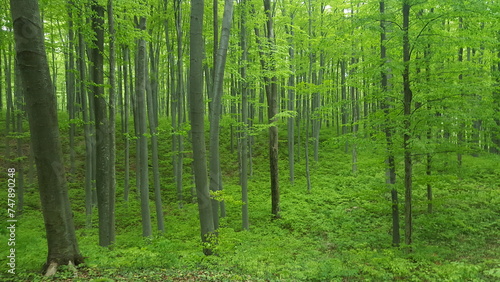 A vibrant  verdant forest abundant with a multitude of trees  creating a breathtaking landscape rich in shades of green.