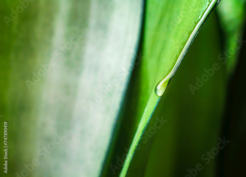 drop of dew on a green leaf of a plant macro close up photo