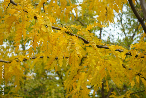 Thick branch of Gleditsia triacanthos with autumnal foliage in October