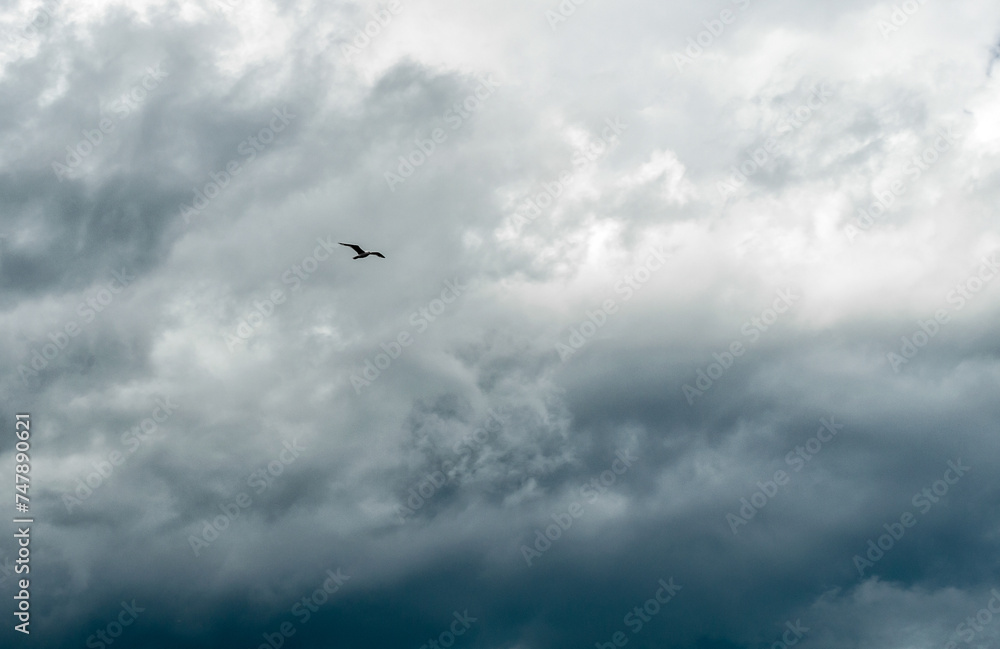 one bird against a stormy sky