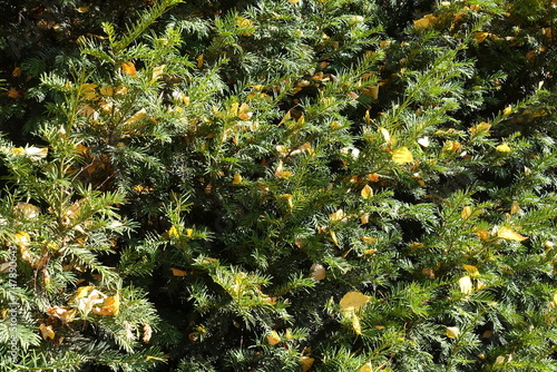 Evergreen foliage of yew covered with yellow fallen leaves in mid October