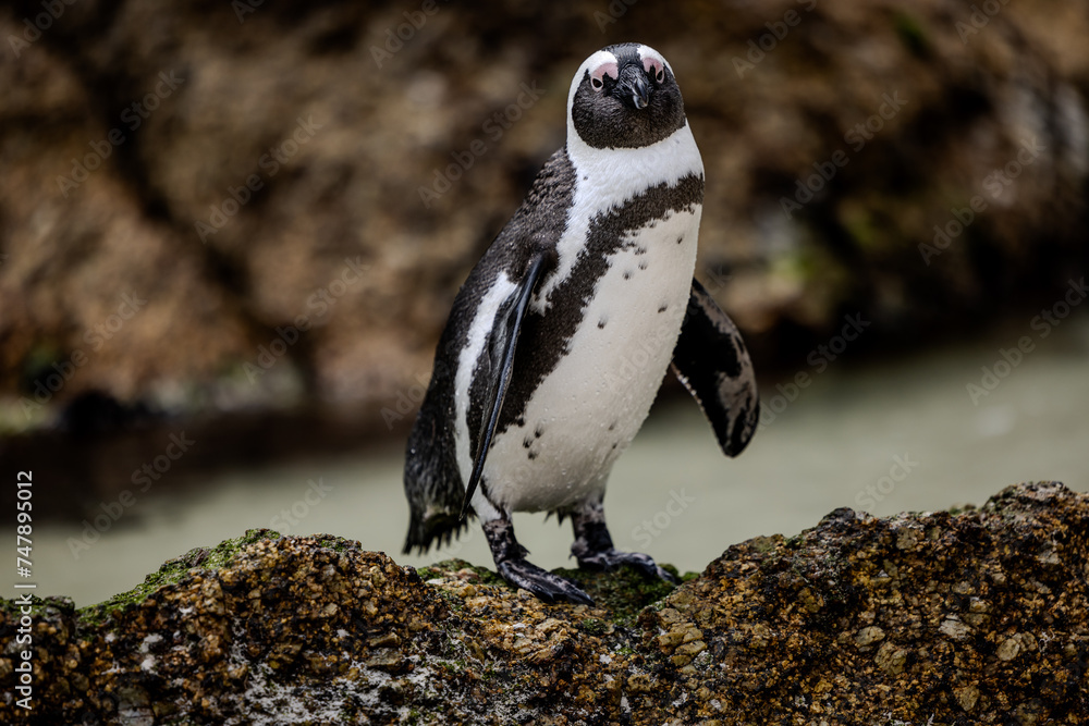 Naklejka premium Rare African Penguin.