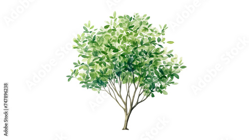 Green watercolor tree cut out. Green tree in watercolor on transparent background