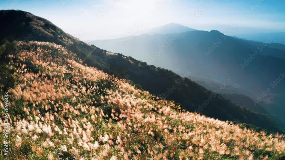 drone aerial view sunset golden sunshine In autumn miscanthus flowers bloom all over the mountain with hills in the background drone aerial view sunset golden sunshine In autumn miscanthus flowers bloom all over the mountain with hills in the background