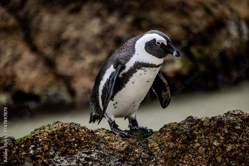 Fototapeta premium penguin on the rocks