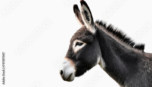 Portrait of young donkey, isolated on white