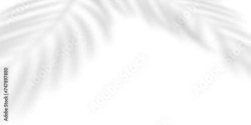 Abstract background of palm leaves or coconut leaves and perspective. Natural pattern, gray shadow. Copy space or empty. For advertisements, business cards, and transparent backgrounds with png. photo