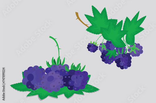 Blackberries and leaves isolated on a white background. Vector illustration