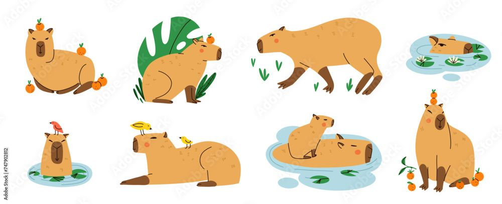 Cute capybara. Funny capibara, adorable exotic animal swimming, standing and sitting. South America mammal relaxing, tropical leaves and oranges. Cartoon flat isolated vector illustration set