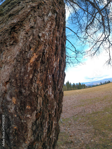 Tree trunk and bark in spring at blue sky background photo