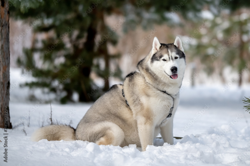 Siberian Husky in nature. Portrait of a husky against the backdrop of a winter landscape.