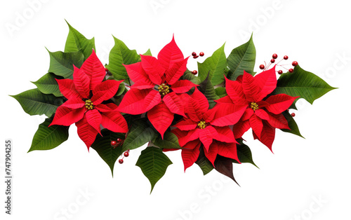 A cluster of vibrant red poinsettias with lush green leaves  creating a striking display of holiday colors. The poinsettias are densely packed together.