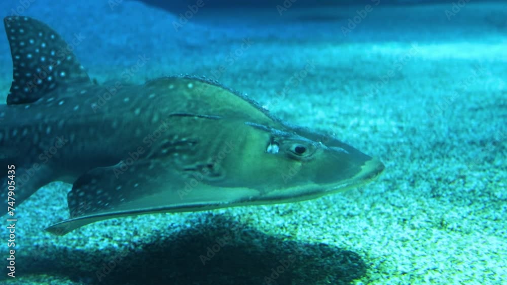 Guitarfish Gliding Over Sandy Seabed Guitarfish Gliding Over Sandy Seabed