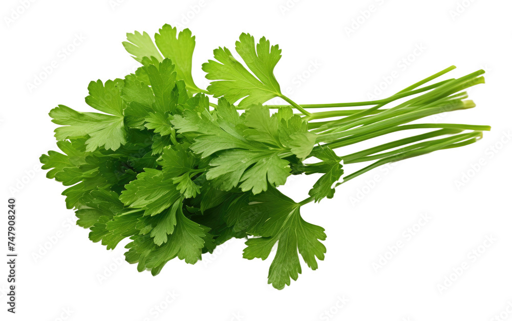 A collection of vibrant green parsley leaves arranged in a bunch. The parsley leaves are lush and healthy, creating a visually striking contrast against the stark white backdrop. A collection of vibrant green parsley leaves arranged in a bunch. The parsley leaves are lush and healthy, creating a visually striking contrast against the stark white backdrop.