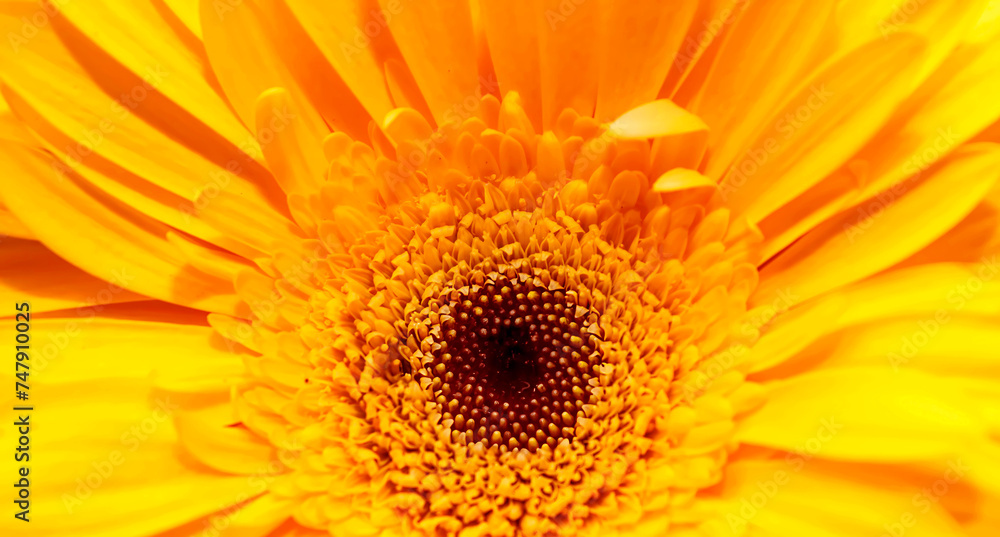 Yellow flower close up. Background or postcard for designs. Yellow flower close up. Background or postcard for designs.