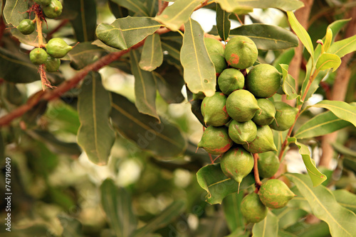 Raw of Macadamia integrifolia or Macadamia nut hanging on plant 
