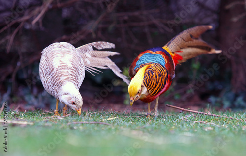 Two Golden Pheasant eating in nature