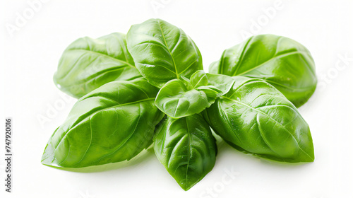 Macro shot of fresh green basil leaves