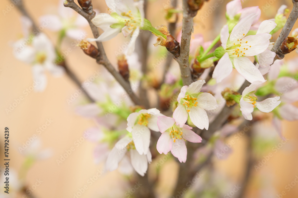 桜　啓翁桜