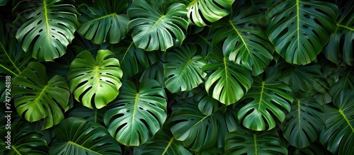 This top view showcases a large green leafy plant with an abundance of leaves creating a dense and vibrant foliage pattern. The leaves are prominently displayed against a tropical green background.