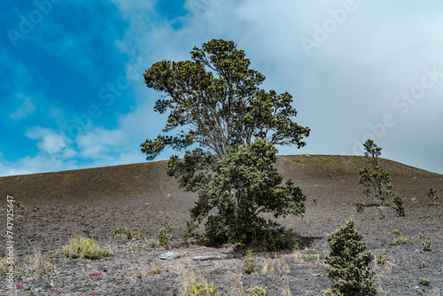Puʻupuaʻi is a gigantic cinder cone that formed as a result of the towering 1,900 foot lava fountains during the eruption of Kīlauea Iki in 1959. Metrosideros polymorpha, the ʻōhiʻa lehua 