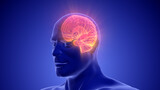 Medical Animation of the Human Half Brain
