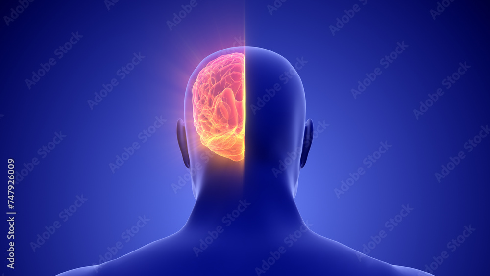 Medical Animation of the Human Half Brain Medical Animation of the Human Half Brain
