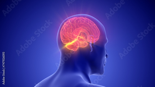 Fototapeta Naklejka Na Ścianę i Meble -  Medical Animation of the Human Half Brain