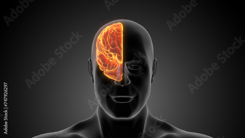 Human Half Brain Medical Animation