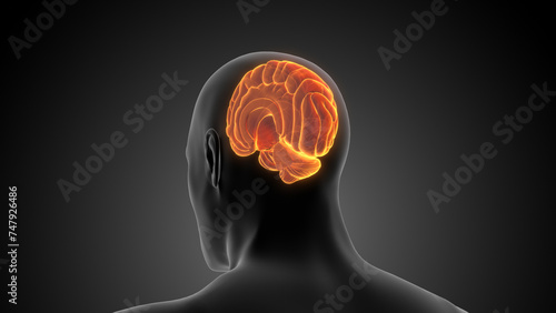 Human Half Brain Medical Animation
