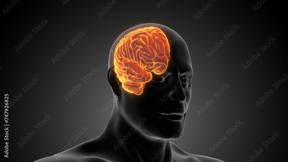 Obraz premium Human Half Brain Medical Animation