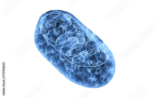 Cross-section view of Mitochondria, 3d rendering.