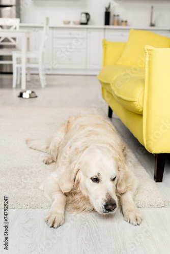 cute golden retriever lying floor
