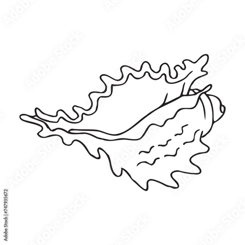 Minimalistic black line drawing of a sea shell. Isolated vector illustration photo