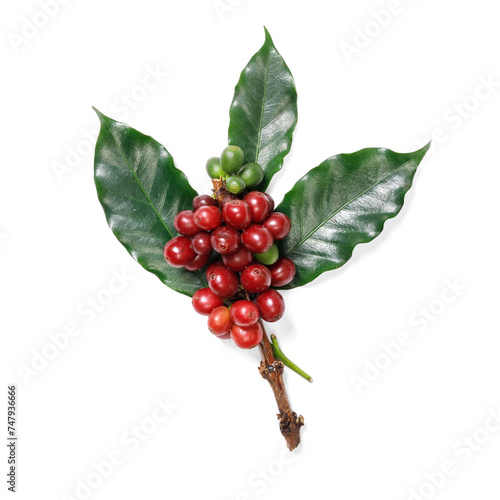 Organic coffee Beans with coffee leaves, PNG transparency