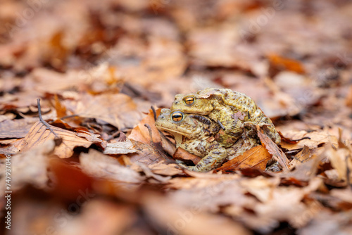 Frog amore © Jakub Wąsowicz