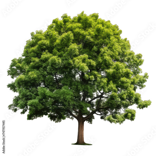 Tree on trasnpernat background