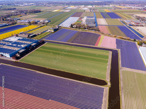 view of hyacinth fields, holland, netherlands