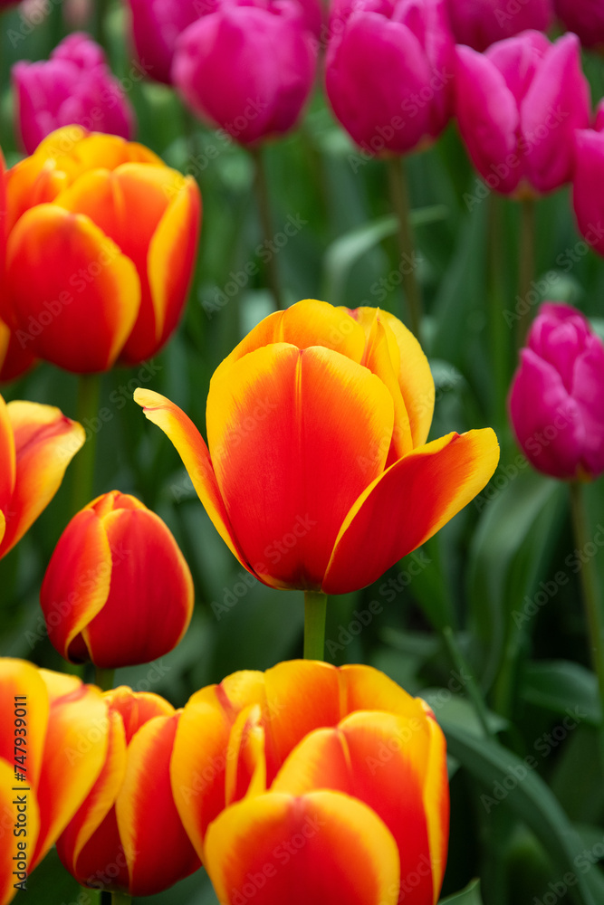 view of holland tulips, netherlands view of holland tulips, netherlands