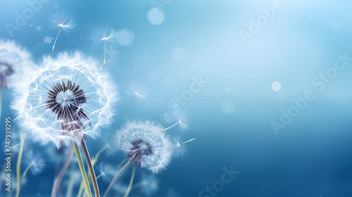 dandelions on a vibrant background with seeds in flight on blue background 